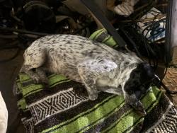 Found/Stray Female Dog last seen Admiral & Garnett, Tulsa, OK 74128