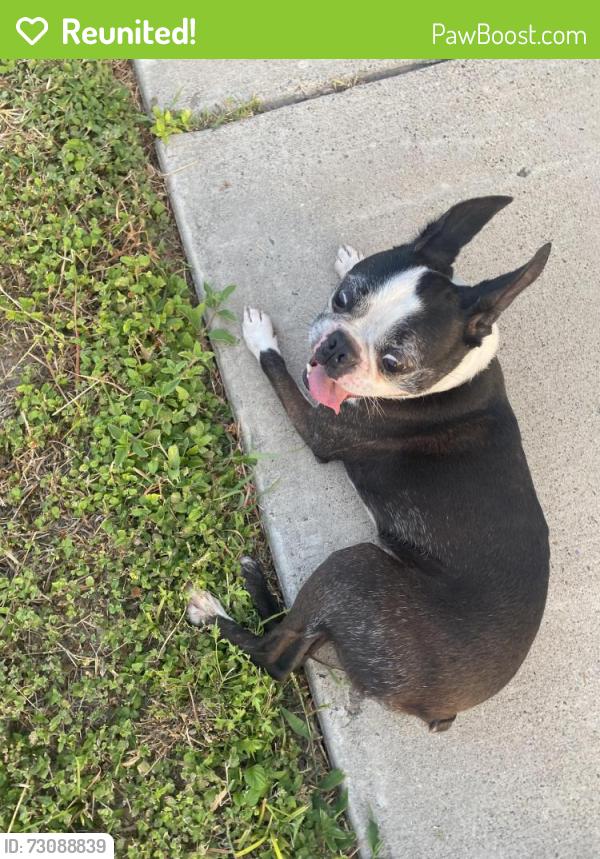 Reunited Male Dog last seen Between 45 and 46 street, McAllen, TX 78501