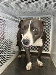 Shelter Stray Male Dog last seen Near BLOCK VALENCIA DR, BAKERSFIELD CA 93306, 3951 Fruitvale Ave, Bakersfield, CA 93308, USA