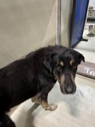 Shelter Stray Male Dog last seen Near BLOCK LARCUS AVE, BAKERSFIELD CA 93307, 3951 Fruitvale Ave, Bakersfield, CA 93308, USA