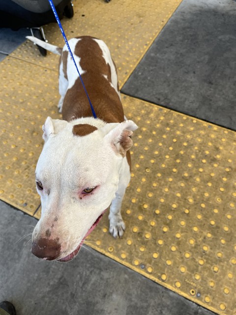 Shelter Stray Male Dog last seen Near BLOCK WASHINGTON ST, BAKERSFIELD CA 93307, 3951 Fruitvale Ave, Bakersfield, CA 93308, USA