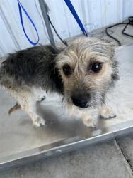 Shelter Stray Female Dog last seen Near BLOCK CRAWFORD ST, BAKERSFIELD CA 93305, 3951 Fruitvale Ave, Bakersfield, CA 93308, USA