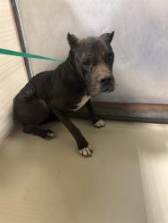 Shelter Stray Female Dog last seen Near BLOCK ISAAC RD, TAFT CA 93268, 3951 Fruitvale Ave, Bakersfield, CA 93308, USA