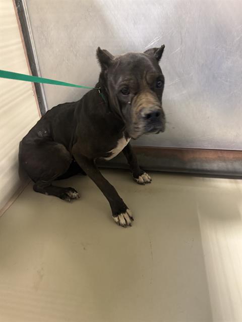 Shelter Stray Female Dog last seen Near BLOCK ISAAC RD, TAFT CA 93268, 3951 Fruitvale Ave, Bakersfield, CA 93308, USA
