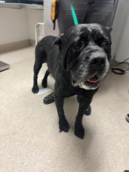 Shelter Stray Female Dog last seen Near BLOCK ISAAC RD, TAFT CA 93268, 3951 Fruitvale Ave, Bakersfield, CA 93308, USA