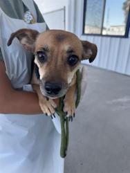 Shelter Stray Male Dog last seen Near BLOCK ISAAC RD, TAFT CA 93268, 3951 Fruitvale Ave, Bakersfield, CA 93308, USA