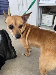 Shelter Stray Female Dog last seen Near BLOCK ISAAC RD, TAFT CA 93268, 3951 Fruitvale Ave, Bakersfield, CA 93308, USA
