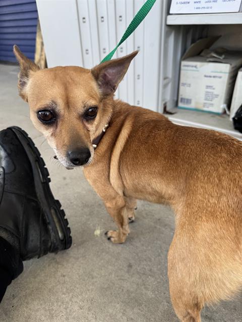 Shelter Stray Female Dog last seen Near BLOCK ISAAC RD, TAFT CA 93268, 3951 Fruitvale Ave, Bakersfield, CA 93308, USA