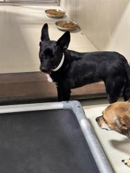 Shelter Stray Female Dog last seen Near BLOCK ISAAC RD, TAFT CA 93268, 3951 Fruitvale Ave, Bakersfield, CA 93308, USA