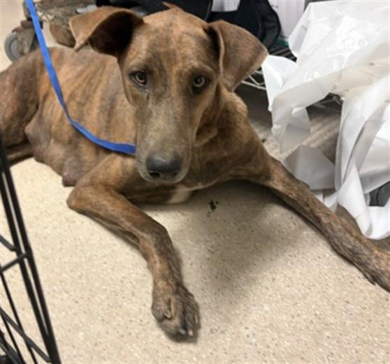 Shelter Stray Female Dog last seen Near BLOCK COTTONWOOD RD, BAKERSFIELD CA 93307, 3951 Fruitvale Ave, Bakersfield, CA 93308, USA