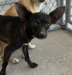 Shelter Stray Male Dog last seen Near BLOCK HAROLD ST, LAMONT CA 93241, 3951 Fruitvale Ave, Bakersfield, CA 93308, USA