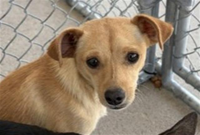 Shelter Stray Male Dog last seen Near BLOCK HAROLD ST, LAMONT CA 93241, 3951 Fruitvale Ave, Bakersfield, CA 93308, USA