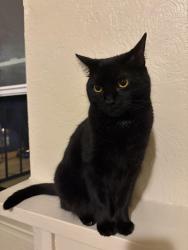 Reunited Female Cat last seen Death Comes Lifting Gym, Pittsburgh, PA 15210