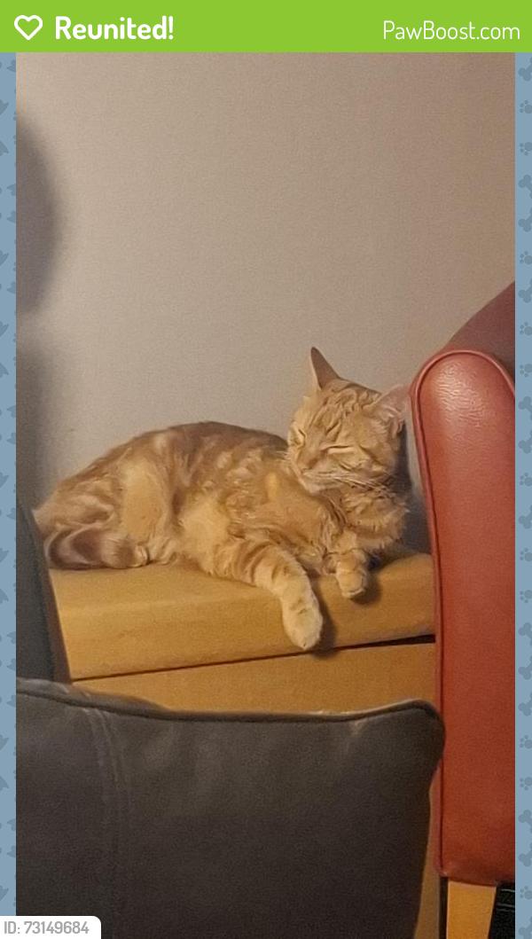 Reunited Male Cat last seen Falkirk Town near gala bingo, Falkirk, Scotland FK1 1UH