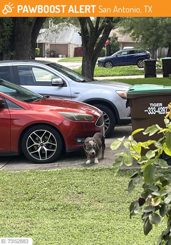 Found/Stray Female Dog last seen Big country. Fish spgs., San Antonio, TX 78245