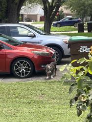 Found/Stray Female Dog last seen Big country. Fish spgs., San Antonio, TX 78245