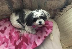 Reunited Female Dog last seen Commerce St by KROGER in Hernando MS, Hernando, MS 38632