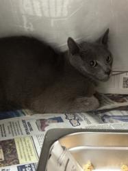 Shelter Stray Male Cat last seen , West Valley Animal Shelter, 20655 Plummer St, Chatsworth, CA 91311, USA