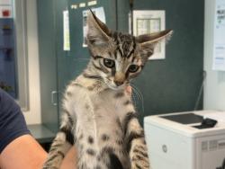Shelter Stray Male Cat last seen , West Valley Animal Shelter, 20655 Plummer St, Chatsworth, CA 91311, USA