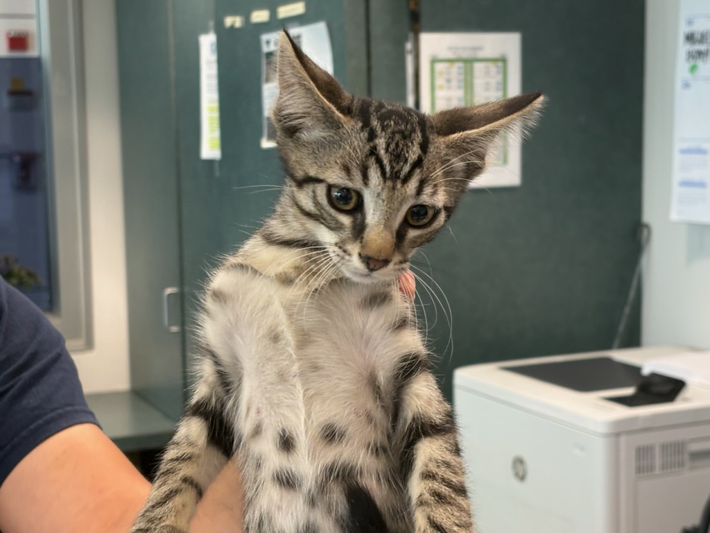 Shelter Stray Male Cat last seen , West Valley Animal Shelter, 20655 Plummer St, Chatsworth, CA 91311, USA