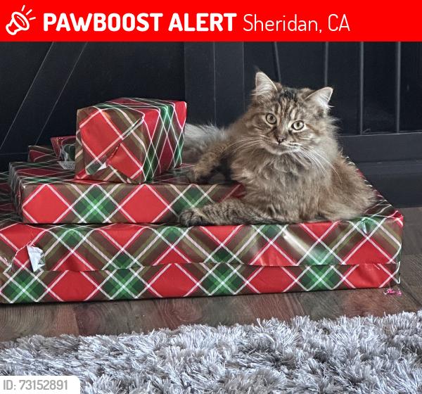 Lost Female Cat last seen Riosa Rd, Sheridan, CA 95681
