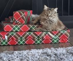 Lost Female Cat last seen Riosa Rd, Sheridan, CA 95681