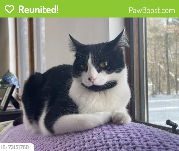 Reunited Male Cat last seen Raleigh Tavern Ln, Brook Street, Farnum, North Andover, MA 01845