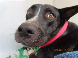 Shelter Stray Female Dog last seen JACKRABBIT / VAN BUREN, 5501 E Van Buren St, Phoenix, AZ 85008, USA