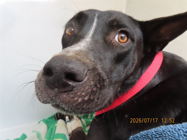 Shelter Stray Female Dog last seen JACKRABBIT / VAN BUREN, 5501 E Van Buren St, Phoenix, AZ 85008, USA
