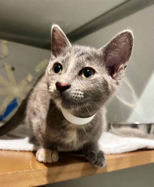 Shelter Stray Female Cat last seen GAVEN/ SAN BRUNO AVE, 1419 Bryant St, San Francisco, CA 94103, USA