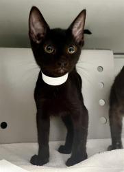 Shelter Stray Male Cat last seen GAVEN/ SAN BRUNO AVE, 1419 Bryant St, San Francisco, CA 94103, USA
