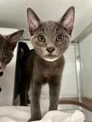 Shelter Stray Male Cat last seen GAVEN/ SAN BRUNO AVE, 1419 Bryant St, San Francisco, CA 94103, USA