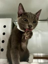 Shelter Stray Male Cat last seen GAVEN/ SAN BRUNO AVE, 1419 Bryant St, San Francisco, CA 94103, USA