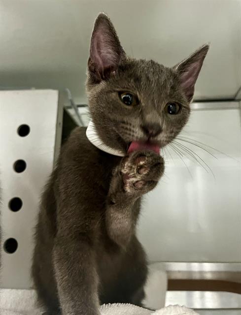 Shelter Stray Male Cat last seen GAVEN/ SAN BRUNO AVE, 1419 Bryant St, San Francisco, CA 94103, USA