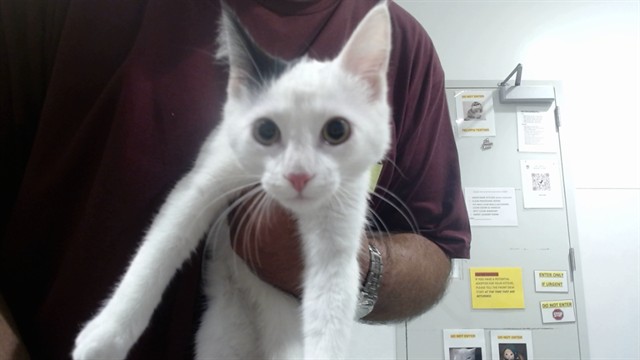 Shelter Stray Unknown Cat last seen GOLDEN GATE PARK, 1419 Bryant St, San Francisco, CA 94103, USA