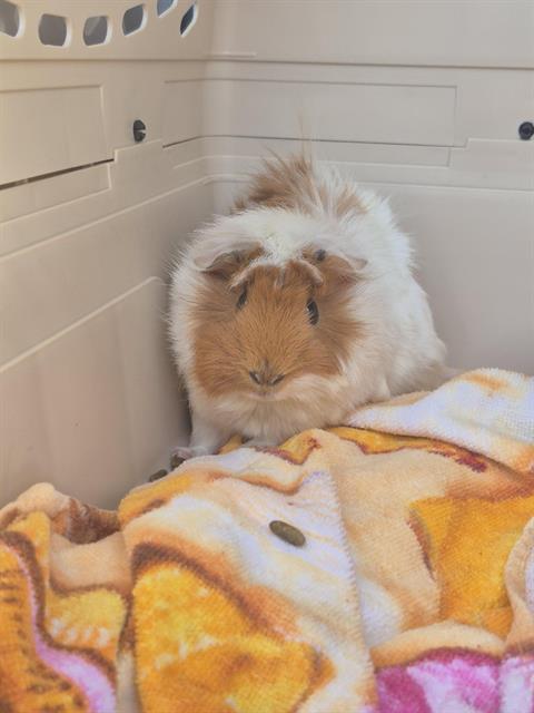 Shelter Stray Male Other last seen Near BLOCK W 46TH AVE, DENVER CO 80211, 1241 W Bayaud Ave, Denver, CO 80223, USA
