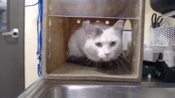 Shelter Stray Male Cat last seen Near BLOCK S RARITAN ST, DENVER CO 80223, 1241 W Bayaud Ave, Denver, CO 80223, USA