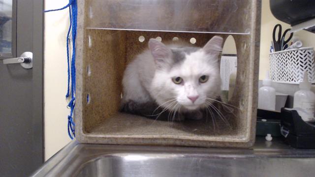 Shelter Stray Male Cat last seen Near BLOCK S RARITAN ST, DENVER CO 80223, 1241 W Bayaud Ave, Denver, CO 80223, USA