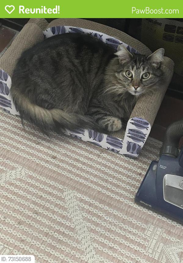 Reunited Male Cat last seen Wakefield St Worcester MA 01605, Worcester, MA 01605