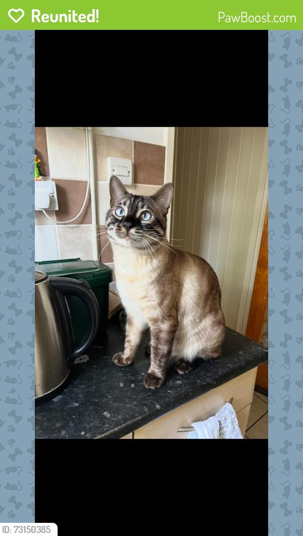 Reunited Male Cat last seen Parade of shops on Fauconberg road near residential street, Chiswick, England W4 3JB