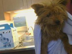 Shelter Stray Female Dog last seen M ST/8TH ST, 95673, 3839 Bradshaw Rd, Sacramento, CA 95827, USA