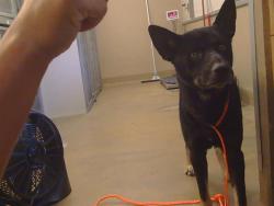 Shelter Stray Male Dog last seen OAK AVE/FAIR OAKS BLVD, 95610, 3839 Bradshaw Rd, Sacramento, CA 95827, USA
