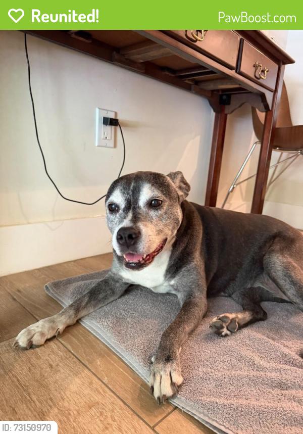 Reunited Female Dog last seen Sw 3rd ave, Miami, FL 33145