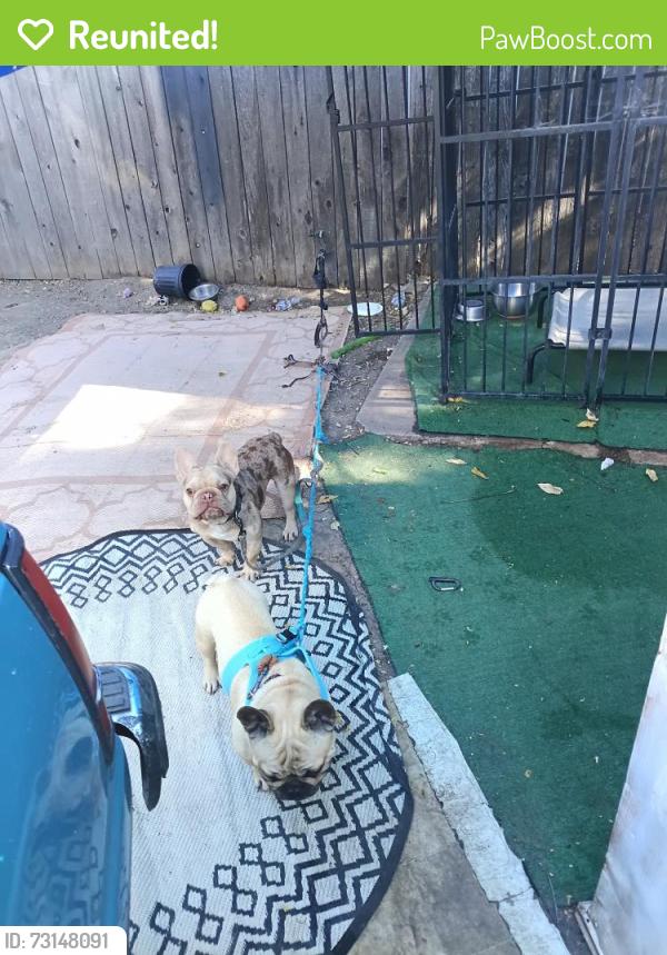 Reunited Male Dog last seen West Capitol, West Sacramento, CA 95691