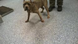 Shelter Stray Female Dog last seen CHARLOTTE, 8315 Byrum Dr, Charlotte, NC 28217, USA