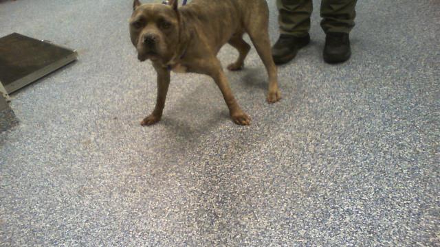Shelter Stray Female Dog last seen CHARLOTTE, 8315 Byrum Dr, Charlotte, NC 28217, USA