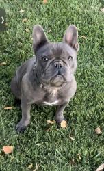 Lost Male Dog last seen Speyers rd, Selah, WA 98902