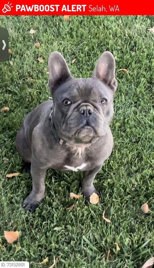 Lost Male Dog last seen Speyers rd, Selah, WA 98902