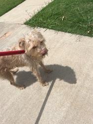 Shelter Stray Female Dog last seen Near BLOCK NW 29TH ST, 2811 SE 29th St, Oklahoma City, OK 73129, USA