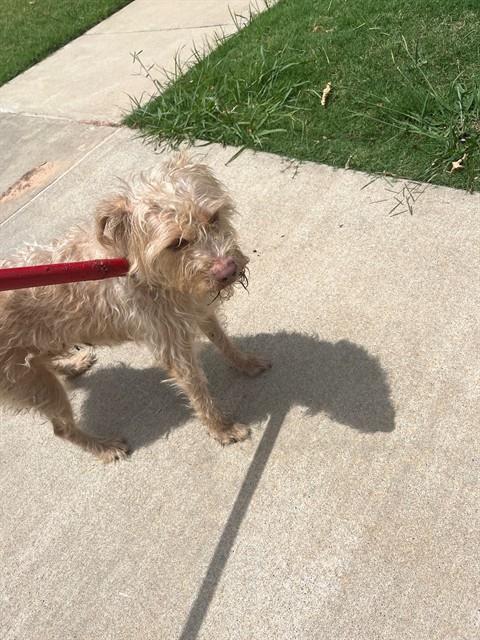 Shelter Stray Female Dog last seen Near BLOCK NW 29TH ST, 2811 SE 29th St, Oklahoma City, OK 73129, USA